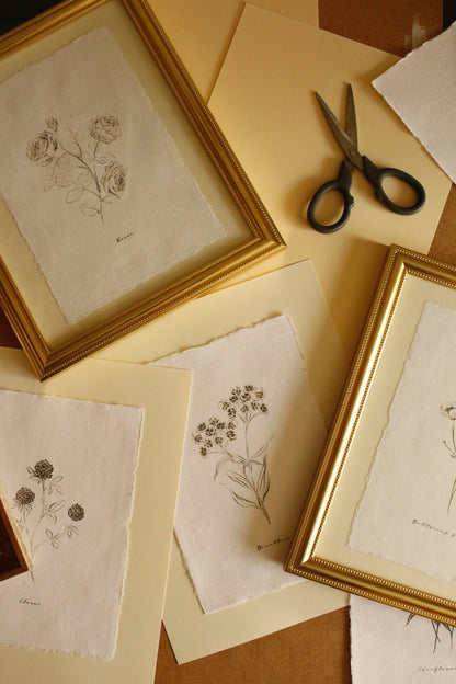 Art Print 455 - Black & White Charcoal Flowers Series by Natasha Prévost