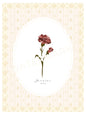 Art Print 533- Birth Flower series by Natasha Prévost
