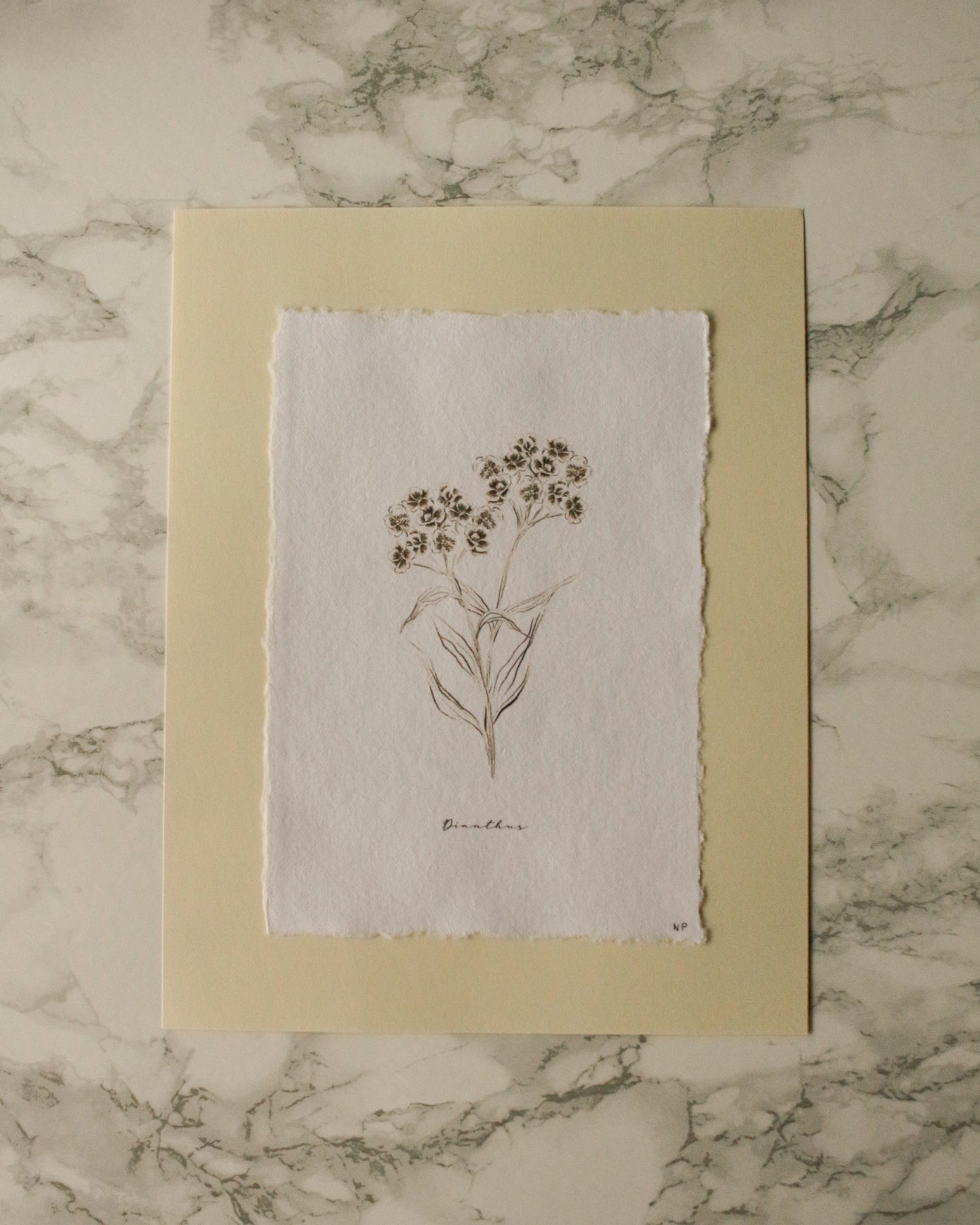 Art Print 458 - Black & White Charcoal Flowers Series by Natasha Prévost