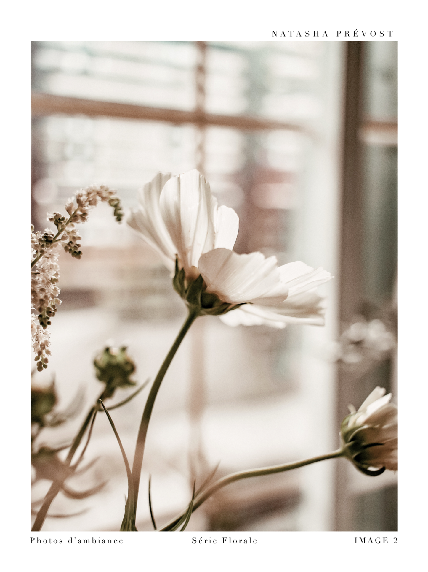 Lifestyle Photography Print - Floral Series - Image 2 by Natasha Prévost